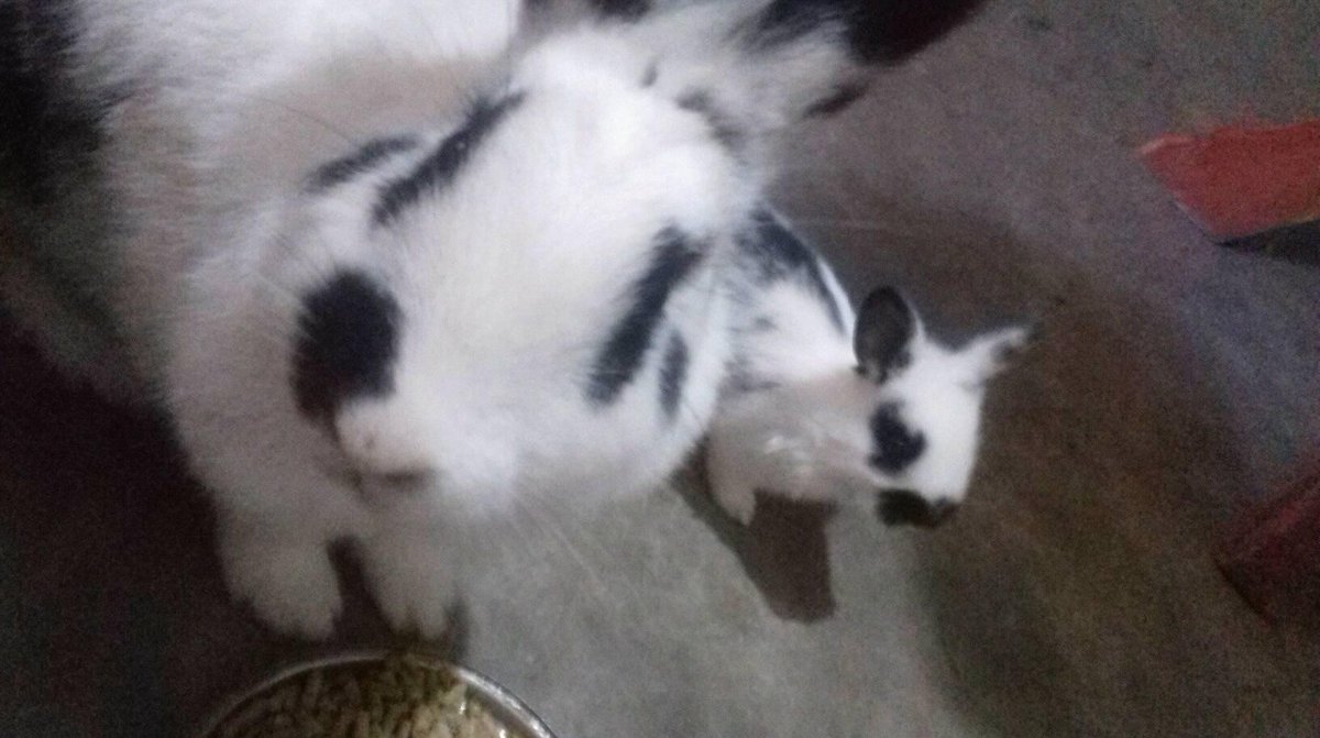 ts_anamie's tweet photo. #mamineja y su cria <3 https://t.co/jYKB93VIkK