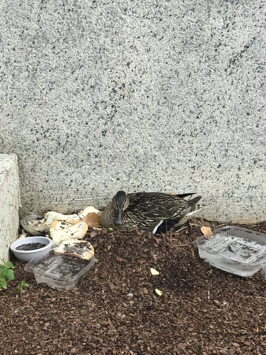 sgero's tweet photo. Morning visit to #DOIduck.
DYK Mallards are the ancestor to the vast majority of all domestic ducks?
Let’s help this duck by NOT FEEDING it bread!
#SaveDOIduck https://t.co/vpqzOq72Jn
