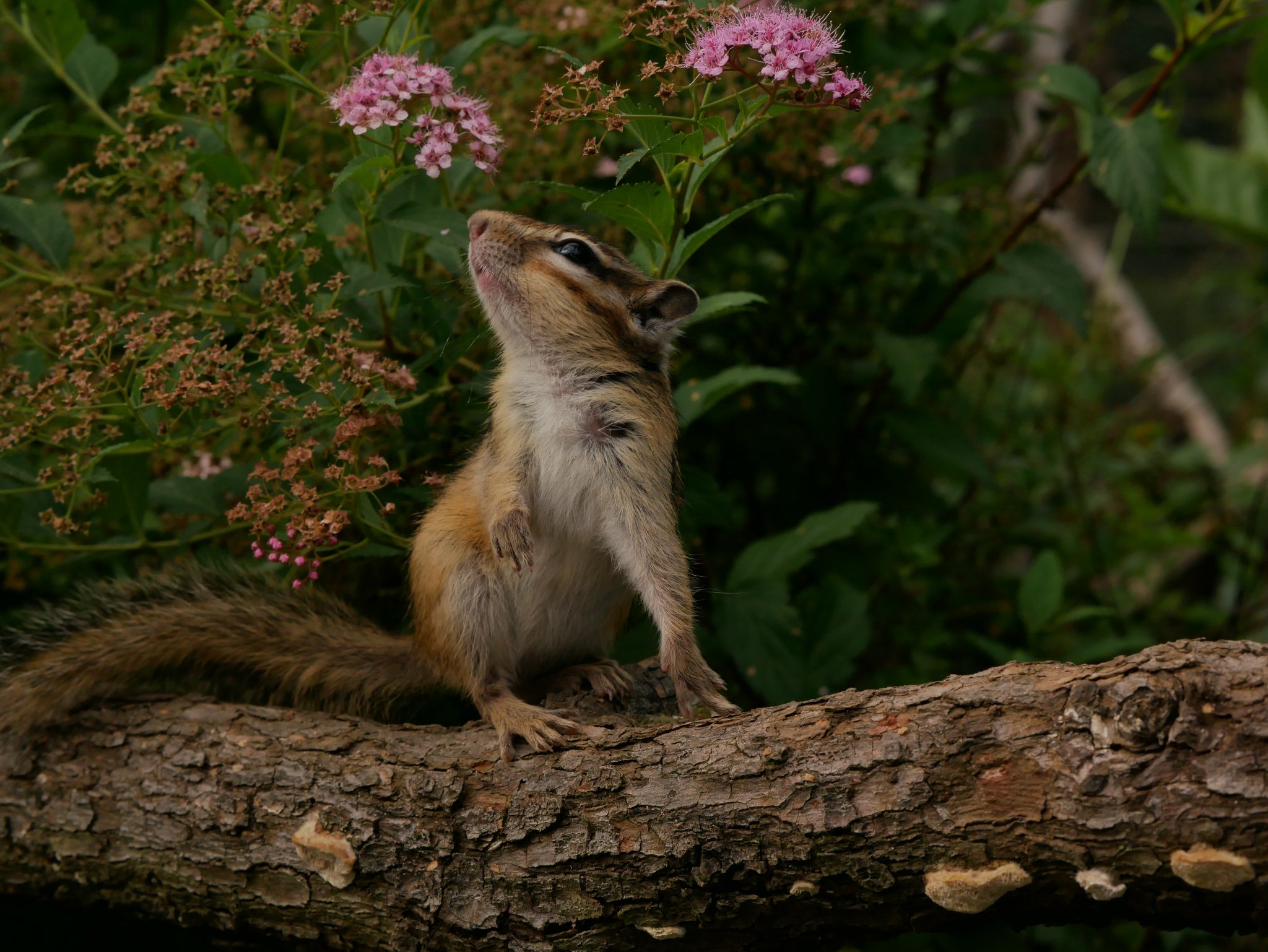 Art55 V Twitter 花を見上げるシマリスさん りすの家 ようこそりすの家へ リス シマリス Chipmunk Art55 V Twitter 花を見上げるシマリスさん りすの家 ようこそりすの家へ リス シマリス Chipmunk