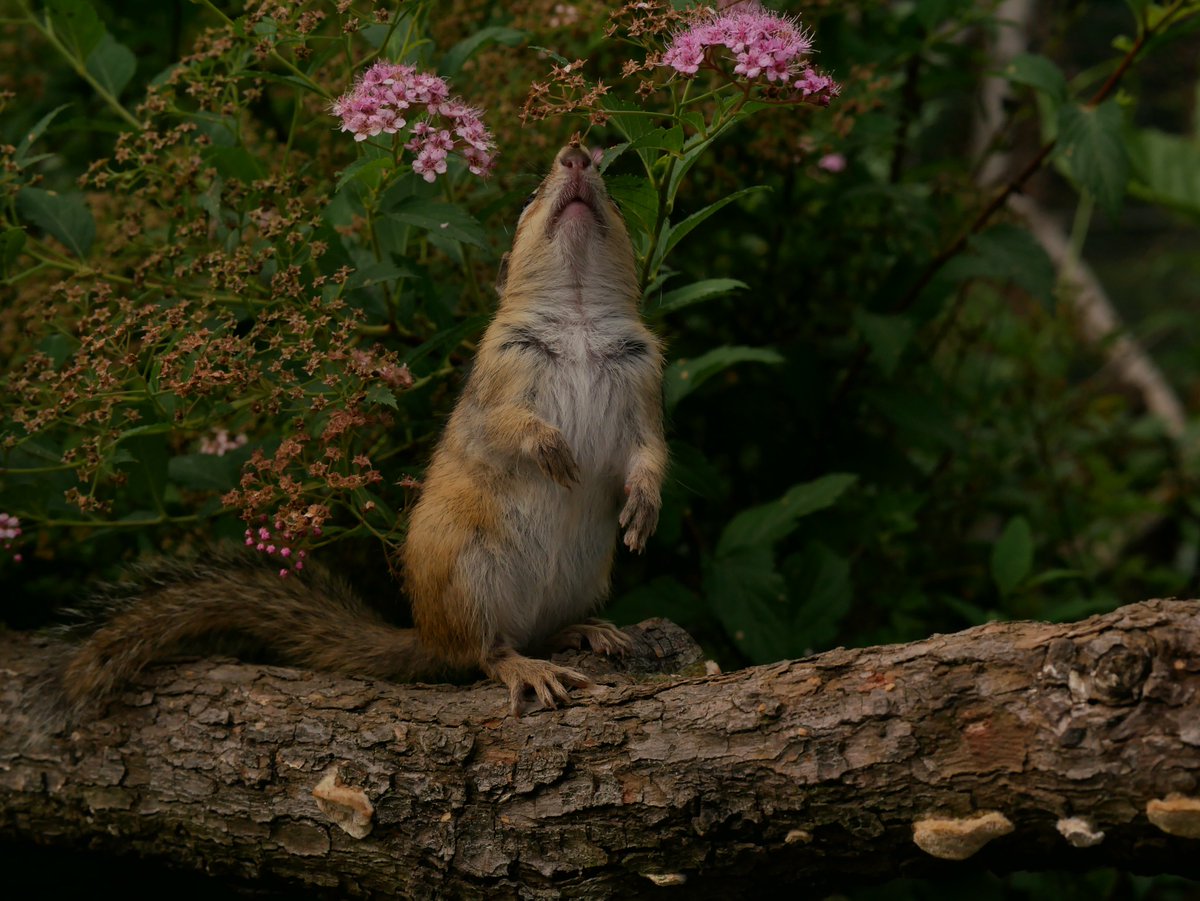 Art55 花を見上げるシマリスさん りすの家 ようこそりすの家へ リス シマリス Chipmunk