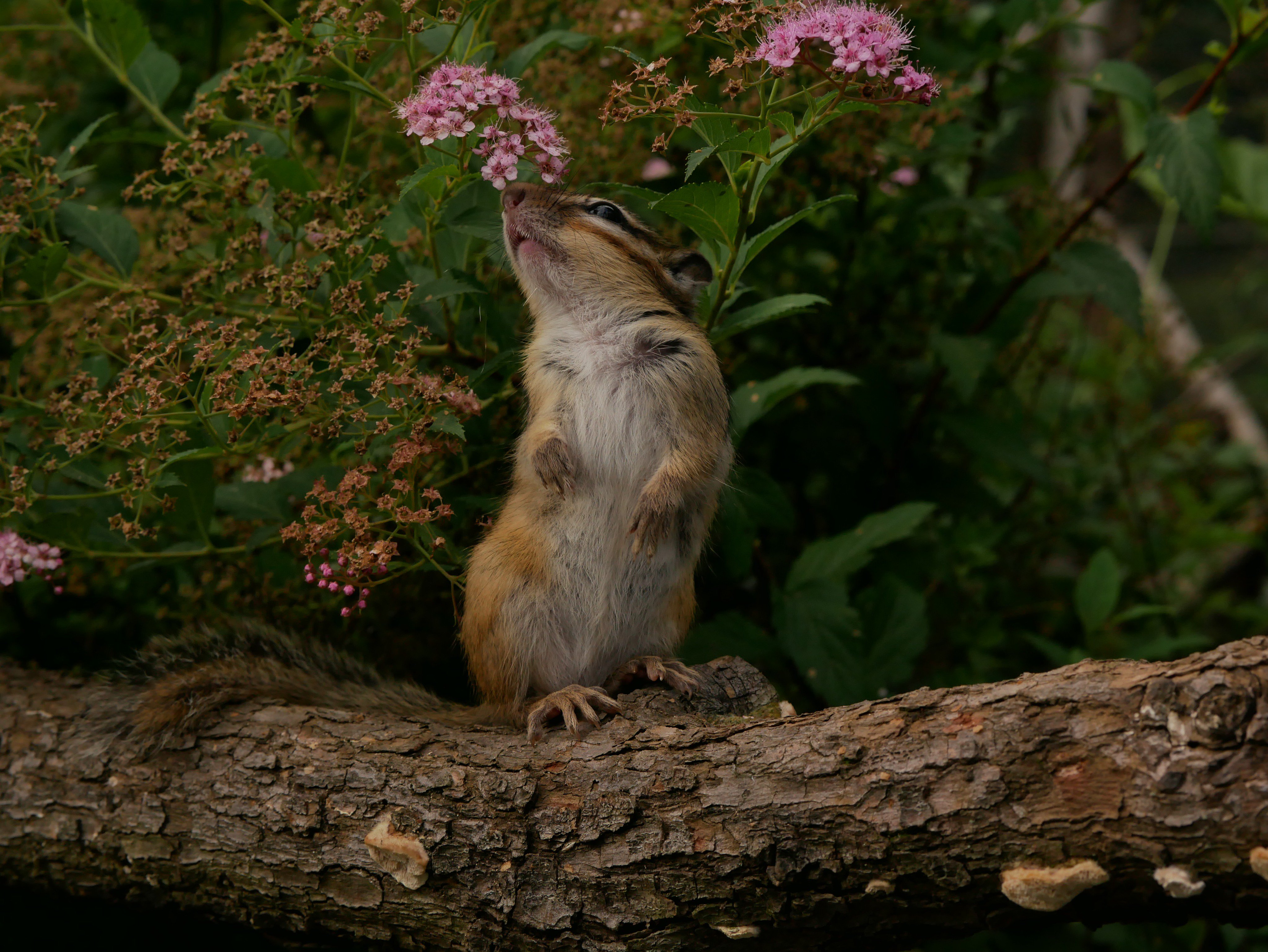 Art55 V Twitter 花を見上げるシマリスさん りすの家 ようこそりすの家へ リス シマリス Chipmunk T Co Dvkjxfxrct Twitter