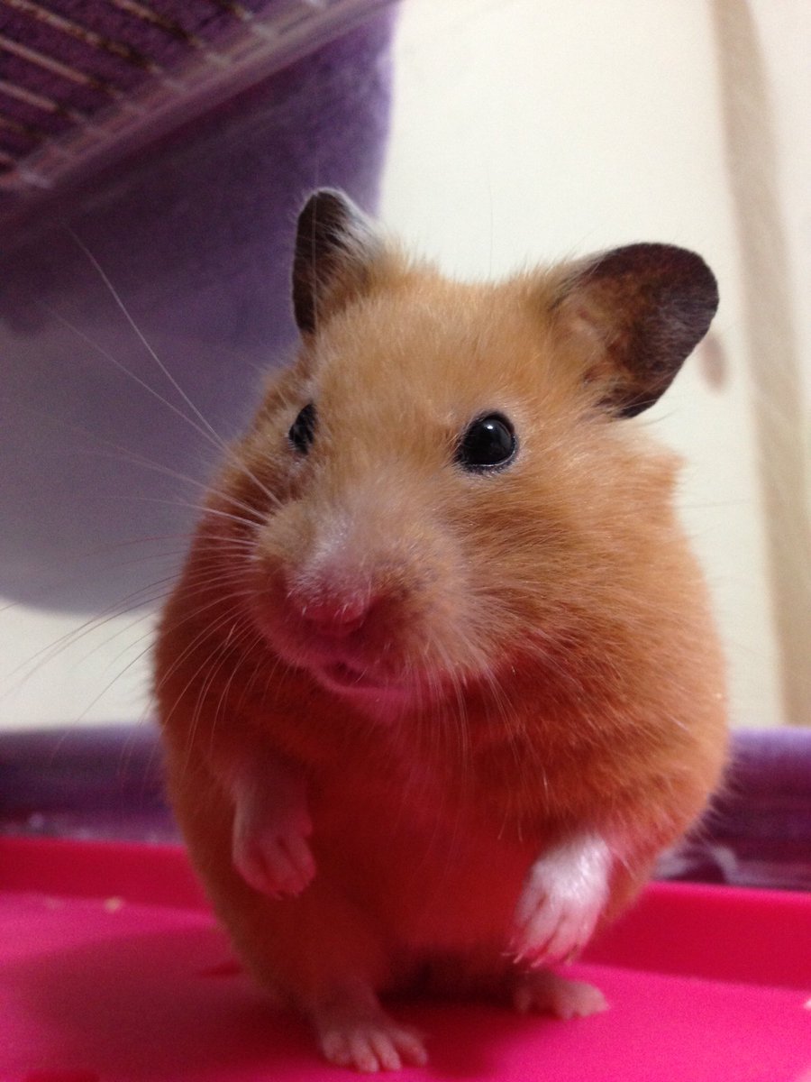 人って小ずるいもんだよ

自分を守りたいから

マジメにしてる自分がバカみたいってなっちゃうよね

#ハムスター #hamster #キンクマ #言葉 #モフモフ