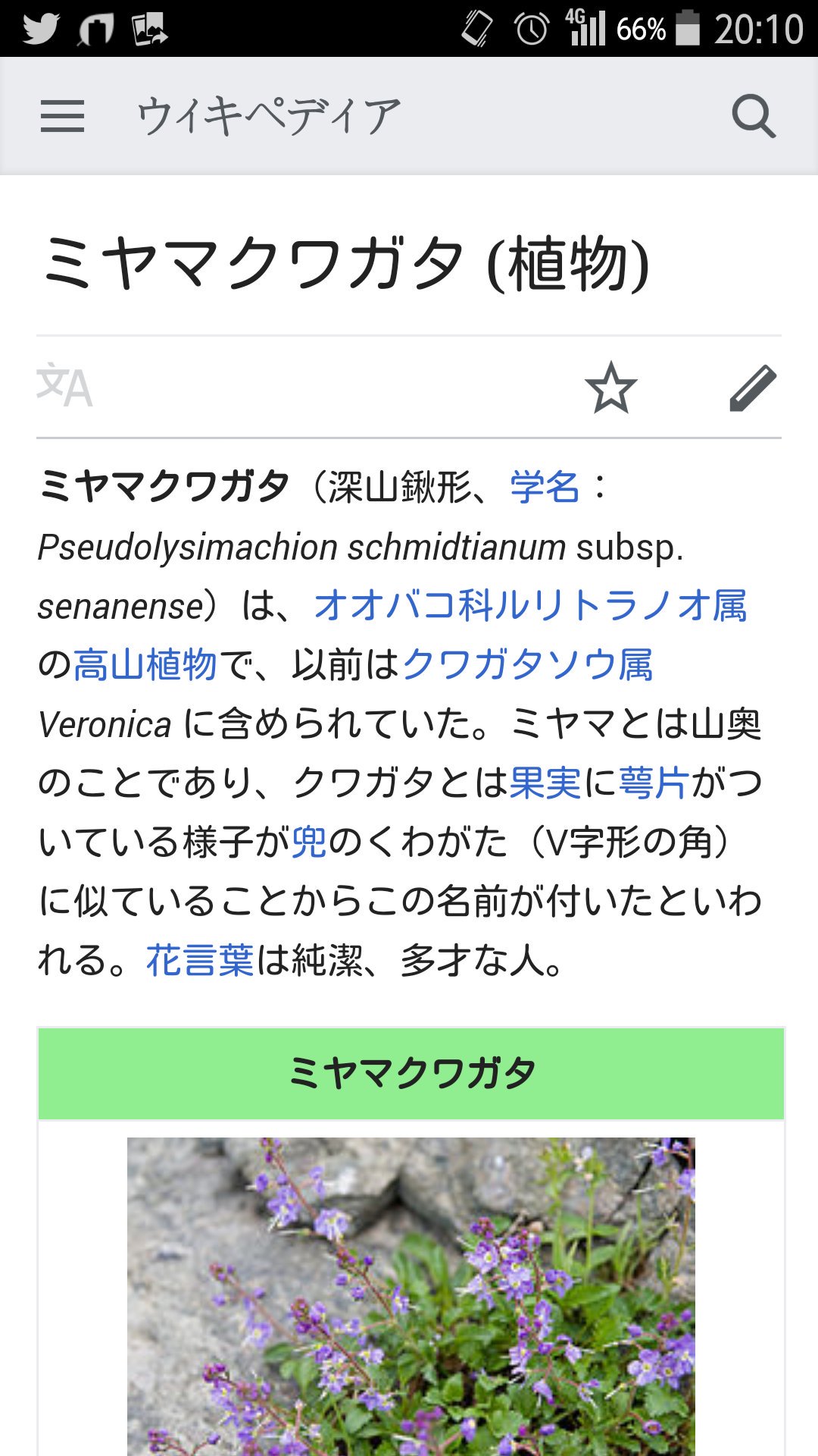 蟹蟲修造 宮口 将之 ミヤマクワガタって言う植物があるのね