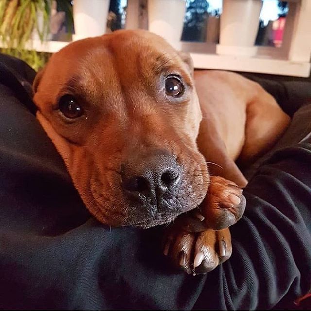 Cuddle time - the most important time of the day ♥ 
Credit:@tyke_and_geisha *
*
*
*
*
#pitbullvixens #pitbullgram #pitbullrescue #pitbullofinstagram 
#pitbullpuppies #pitbullproblems 
#pitbullsarelove