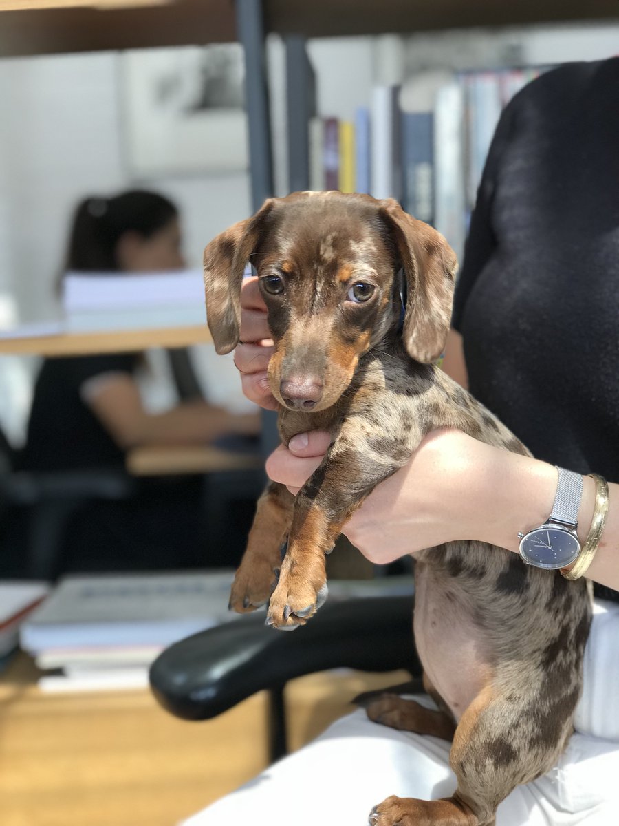 BroadgateLondon's tweet photo. On Friday, you can give a dog a home by bringing yours to work! 
Follow the link below to take part in aid of @AllDogsMatter 
Tag us in your #bringyourdogtoworkday photos (because who can resist dog photos?)
https://t.co/CwHVTOqgcs https://t.co/udEnk6DXcj
