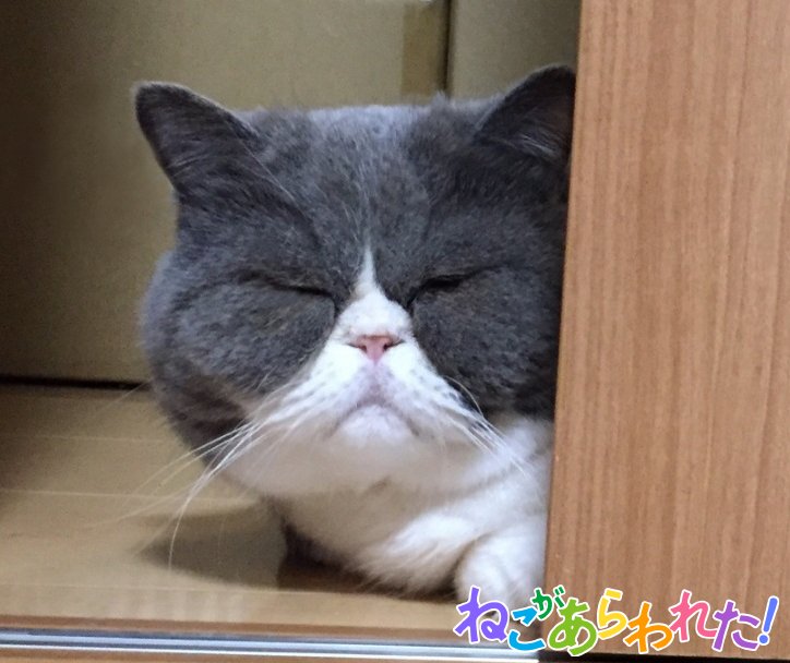 公式 ねこがあらわれた チーム行徒info 本日 ねこがあらわれた 3巻発売です よろしくお願いします ねこが あらわれた エキゾチックショートヘア チンチラシルバー 猫 ねこ T Co Lfr5qu4qhy Twitter