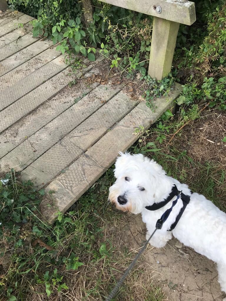 77PaulBryant's tweet photo. So lucky to have such lovely walks for the dog on our doorstep. #capelstmary #weechon https://t.co/AVx0Gtpivo