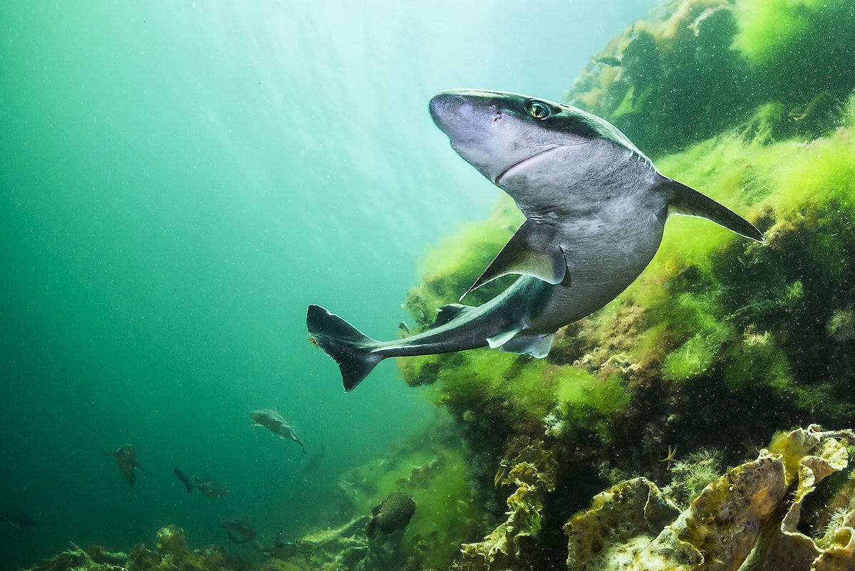 Søndag 24. juni deltar IRIS Biomiljø i lanseringen av "Hope Spot" i friluftshuset på Orre. Sjekk det spennende programmet for både store og små. #jærkysten #haier #havet <a href="/IRISNorge/">IRIS - Norge</a> <a href="/NORCEresearch/">NORCE</a> 
iris.no/home/j-rkysten…