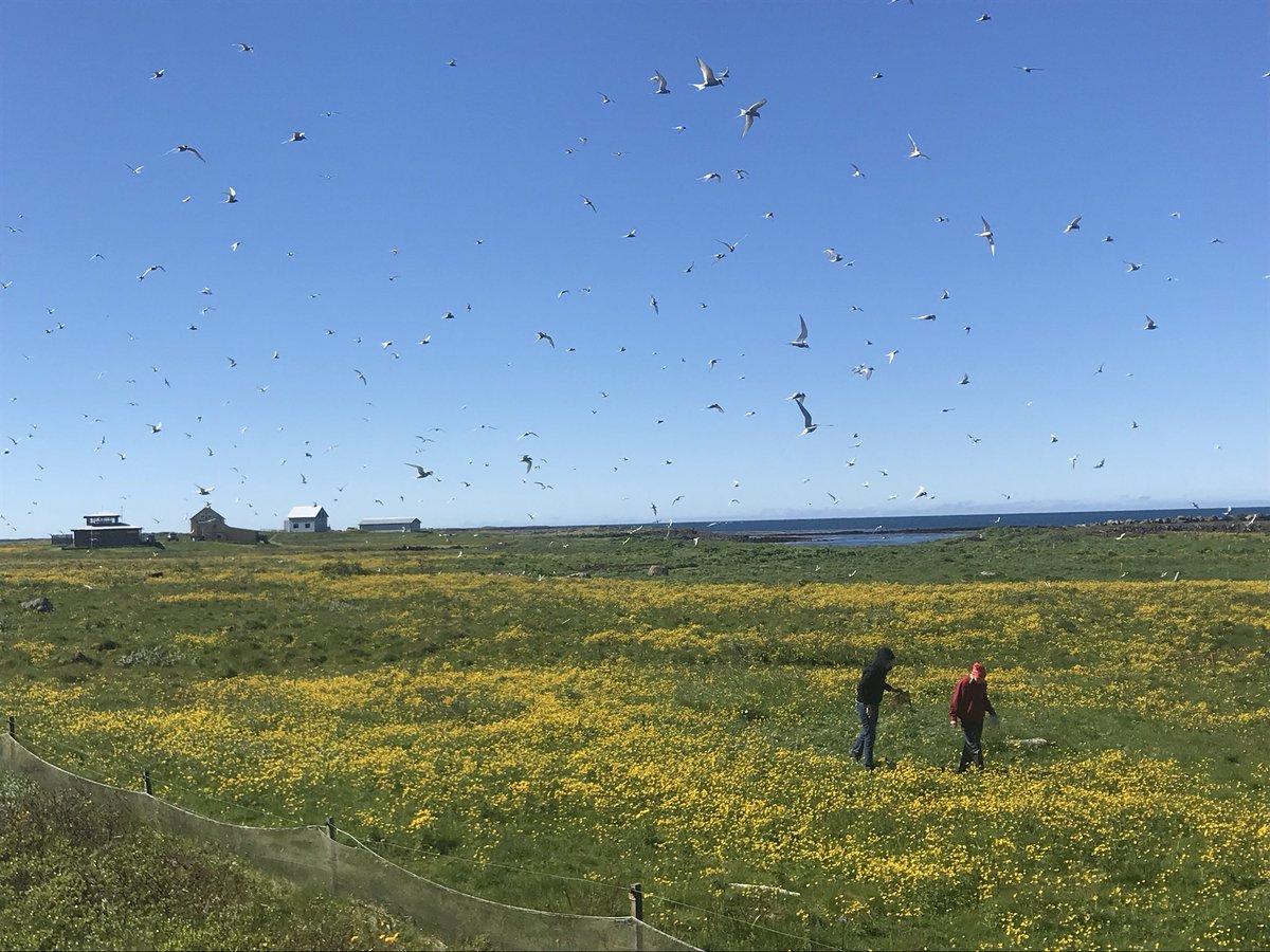freydisvigfus's tweet photo. Getting fantastic assistance from local 12 yr old Sólveig today at Norðurkot eider farm catching #ArctcTern to study the #longestmigration @maxwell_lab @nicoleparr12 @DrLucyHawkes @InsideNatGeo #TinaTern #jsku #TeamTern2018 https://t.co/Ncxe4PocDC