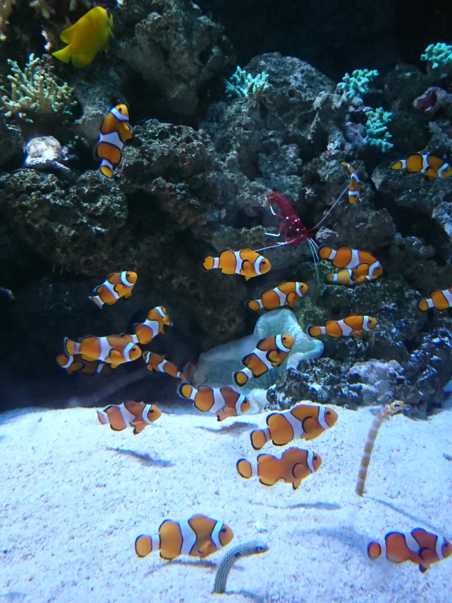 ゆう على تويتر 小さい魚達 カクレクマノミ チンアナゴ エビ 魚 Clown Anemone Fish Spotted Garden Eel 水族館 品川 マクセルアクアパーク Aquarium