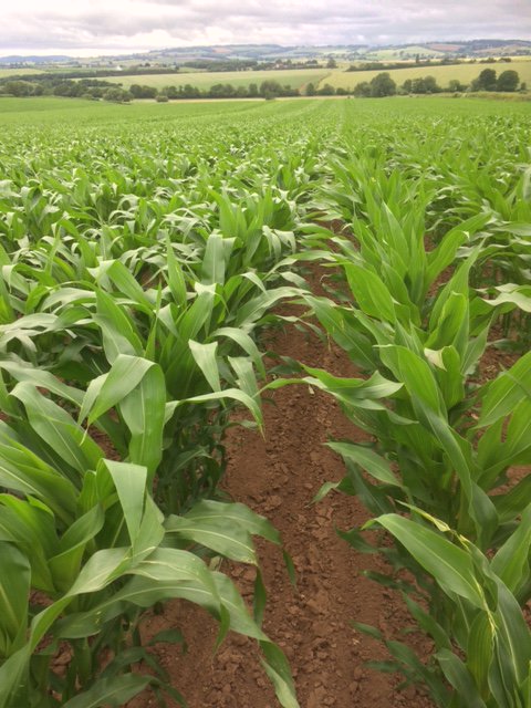 What a bit of maize this is !!! Some belly high and 13 leaves ! Sown 4th May, undersown with grass last weekend. #grainseed #horizonseeds