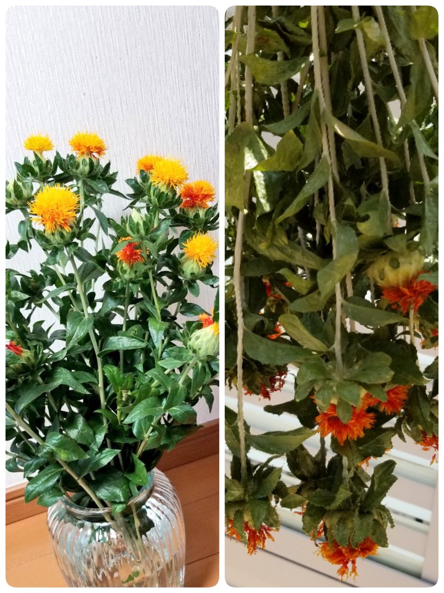 ハンドメイドサークルピュア En Twitter 紅花ドライフラワーに挑戦中 6 7 木 友人たちと行った東村山市の菖蒲園で紅花500円で購入 結構 イイ感じ にドライフラワーになりつつあります ハンドメイド 紅花 ドライフラワー お花