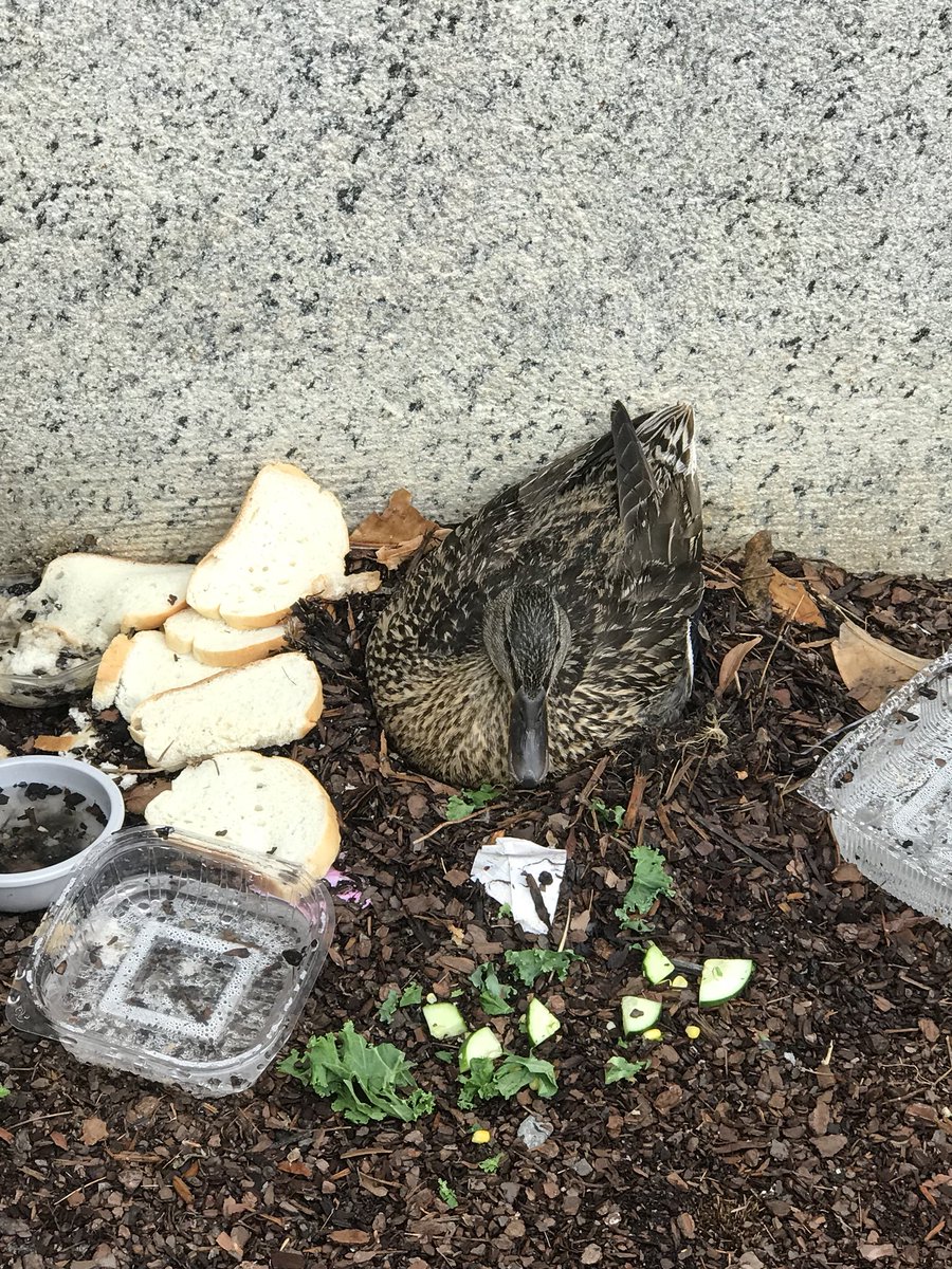 sgero's tweet photo. Mallrds generally DO NOT EAT while incubating.
Leaving food around is bad as it attracts predators like rats and raccoons that could eat the eggs.
Please DO NOT feed #DOIduck outside the main @Interior building https://t.co/w307Bo7hPz