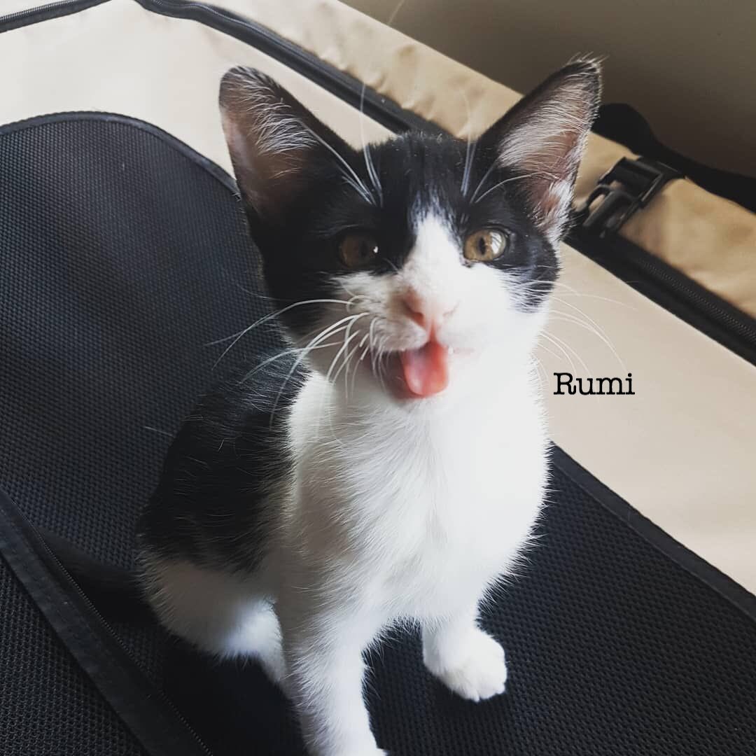 CatWelfareSG's tweet photo. ADOPTION NOTICE: Meet Rumi, Julian & Portia! #KittenWeek https://t.co/kMepZwoffD https://t.co/oLyuQ62I2g
