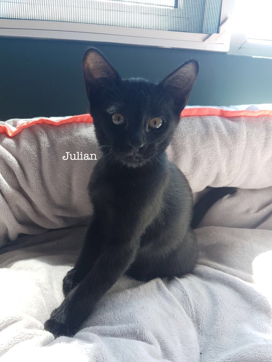 CatWelfareSG's tweet photo. ADOPTION NOTICE: Meet Rumi, Julian & Portia! #KittenWeek https://t.co/kMepZwoffD https://t.co/oLyuQ62I2g