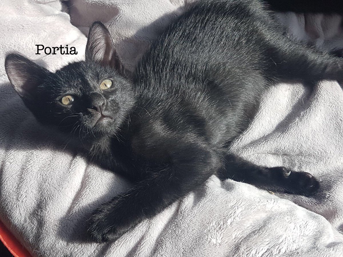 CatWelfareSG's tweet photo. ADOPTION NOTICE: Meet Rumi, Julian & Portia! #KittenWeek https://t.co/kMepZwoffD https://t.co/oLyuQ62I2g