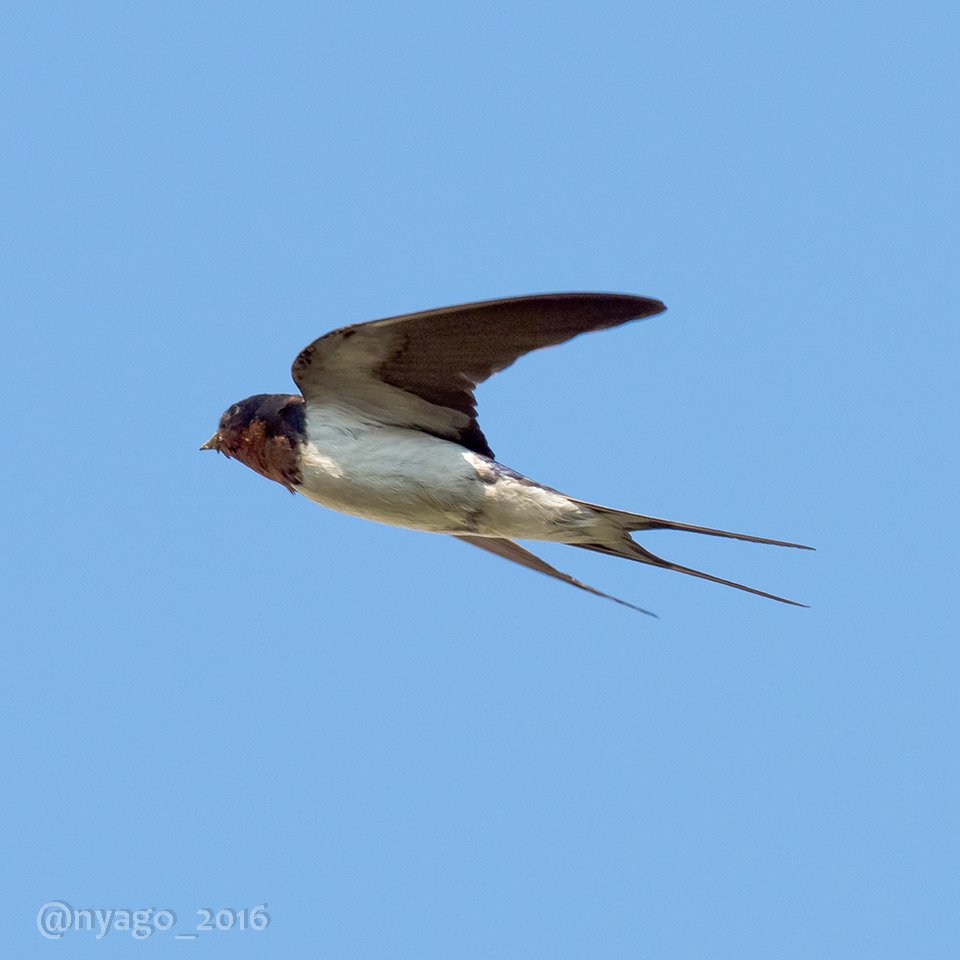 Nyago ツバメ ちゃんの 飛翔 いっぱい撮ったけどほとんどがボツでした D Swallow 燕 つばめ 飛行 Flying 鳥 野鳥 Bird T Co Gnsl6403ne Twitter