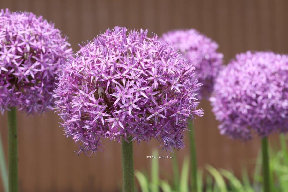 たけし ねぎ坊 アリウム ギガンチウム 和名 花葱 の花言葉は 正しい主張 無限の悲しみ です アリウム ギガンチウム を贈る時は花言葉に注意が必要ですよ 笑笑