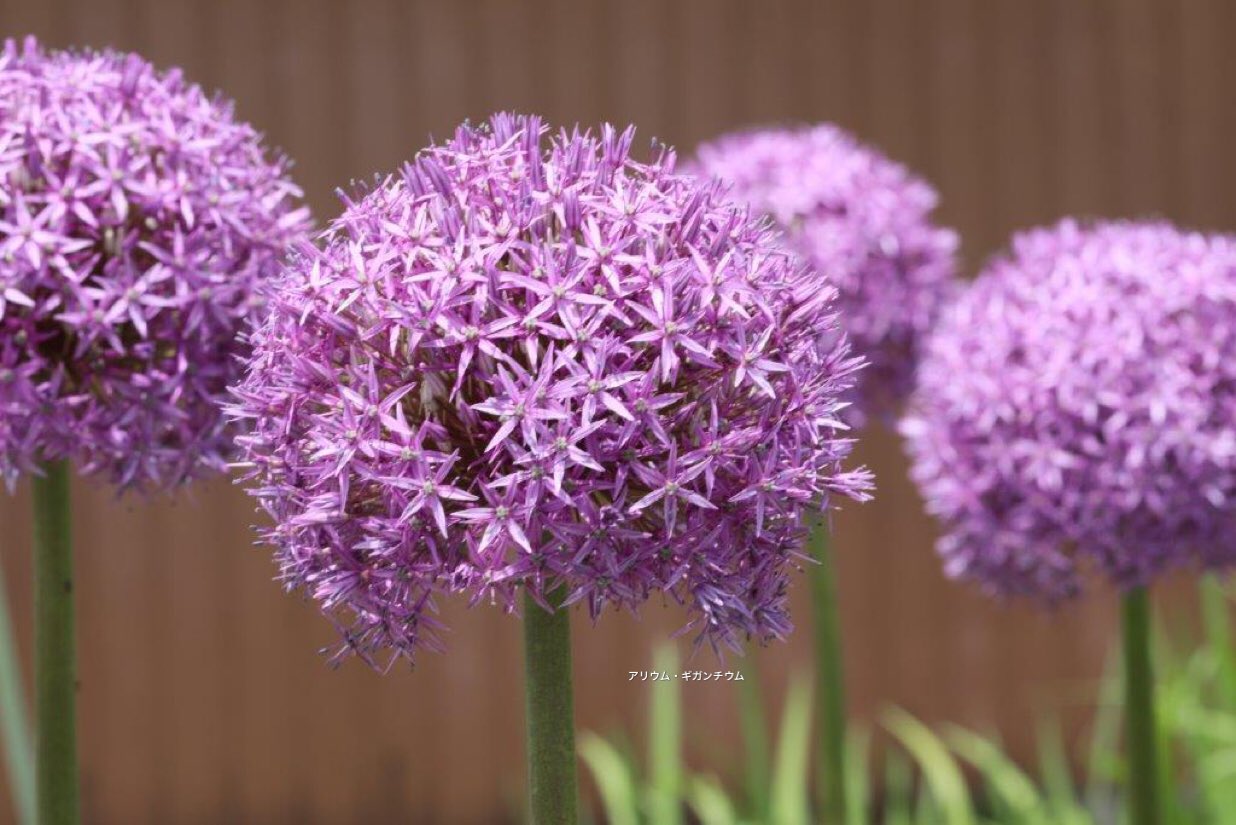 たけし ねぎ坊 アリウム ギガンチウム 和名 花葱 の花言葉は 正しい主張 無限の悲しみ です アリウム ギガンチウムを贈る時は花言葉に注意が必要ですよ 笑笑 T Co 23clfrs8dj Twitter