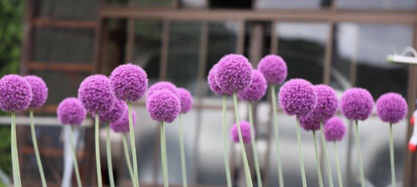 たけし ねぎ坊 アリウム ギガンチウム 和名 花葱 の花言葉は 正しい主張 無限の悲しみ です アリウム ギガンチウム を贈る時は花言葉に注意が必要ですよ 笑笑