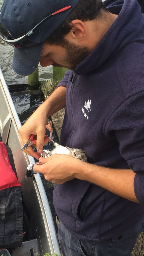Great morning ringing black headed gull chicks <a href="/slimbridge_wild/">Slimbridge Sightings</a> with <a href="/ScottoftheMarsh/">Scott Petrek</a> @Jam3s_Jackson <a href="/MJMcGill_Anser/">Martin McGill</a>