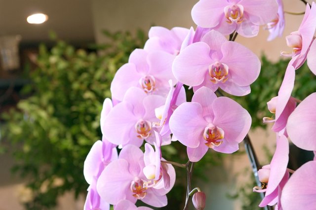 טוויטר 世界の花図鑑 בטוויטר 胡蝶蘭 花の形状が 鳥がこちらに飛んでくる ような形をしています 花言葉は あなたを愛します や 幸福が飛んでくる T Co 7zibwd2dqz