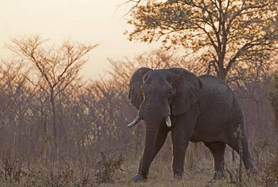 NatHighTravel's tweet photo. A great description of how it feels to experience the #Okavango Delta. https://t.co/PXWMcXDRu6 #safari https://t.co/UcvDd58kc7