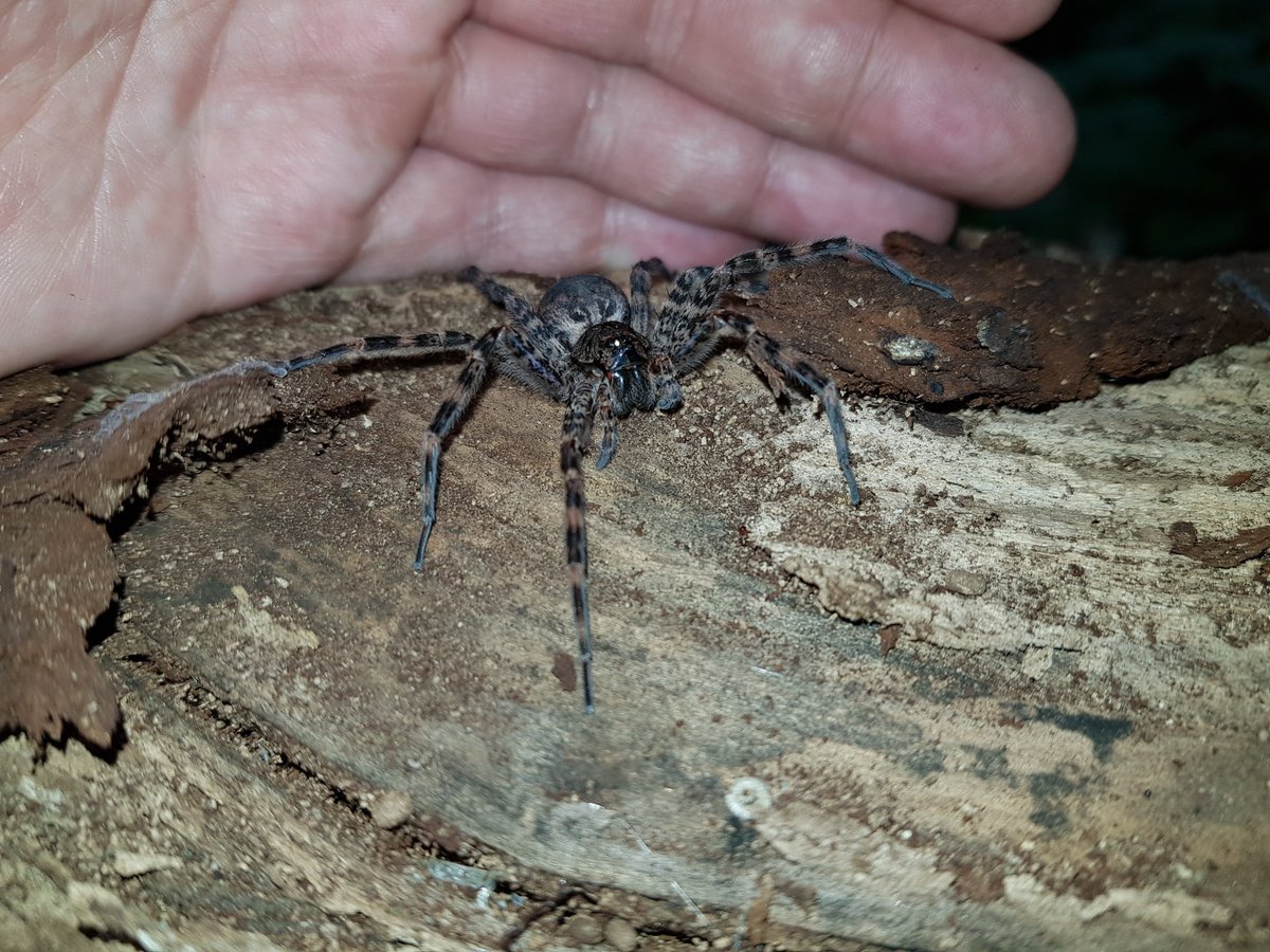 TrulyNolenCAN's tweet image. What is it Wednesday? #definitelyaspider #doesitbite #trulynolencanada #pestcontrol