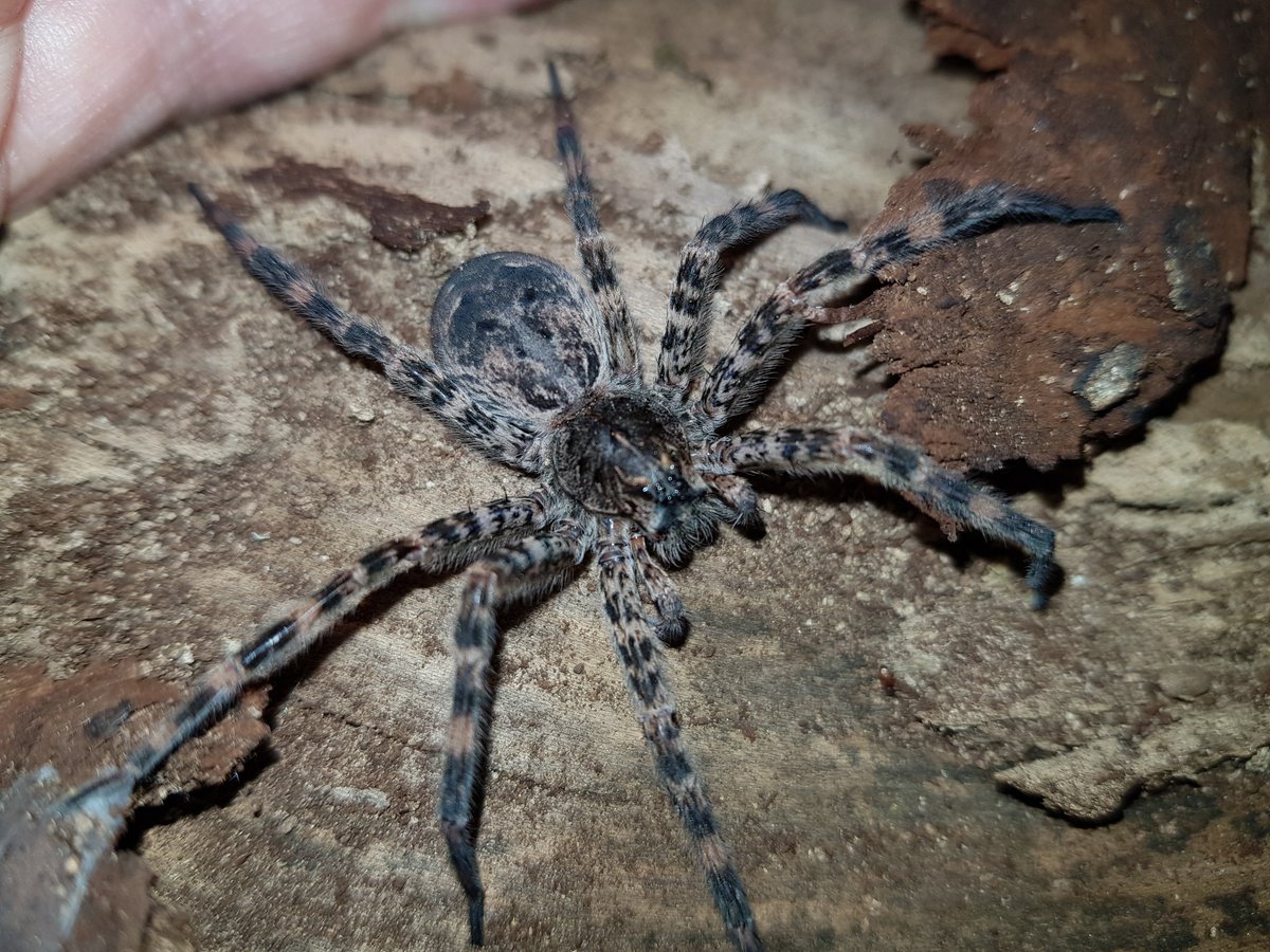 TrulyNolenCAN's tweet image. What is it Wednesday? #definitelyaspider #doesitbite #trulynolencanada #pestcontrol