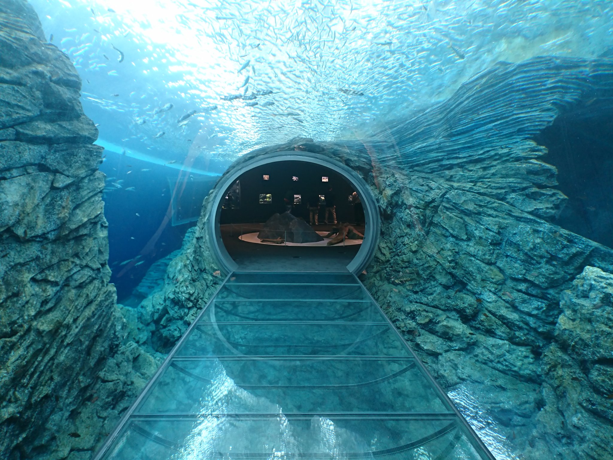 彩浜人 ２６日オープン 上越市立水族博物館 うみがたり の見所 日本海と水面が一体に見える日本海テラス ３６０度の海中トンネル うみがたりチューブ 日本海を背に展開するイルカショー マゼランペンギンマとふれ会えるゼランペンギンミュージアム