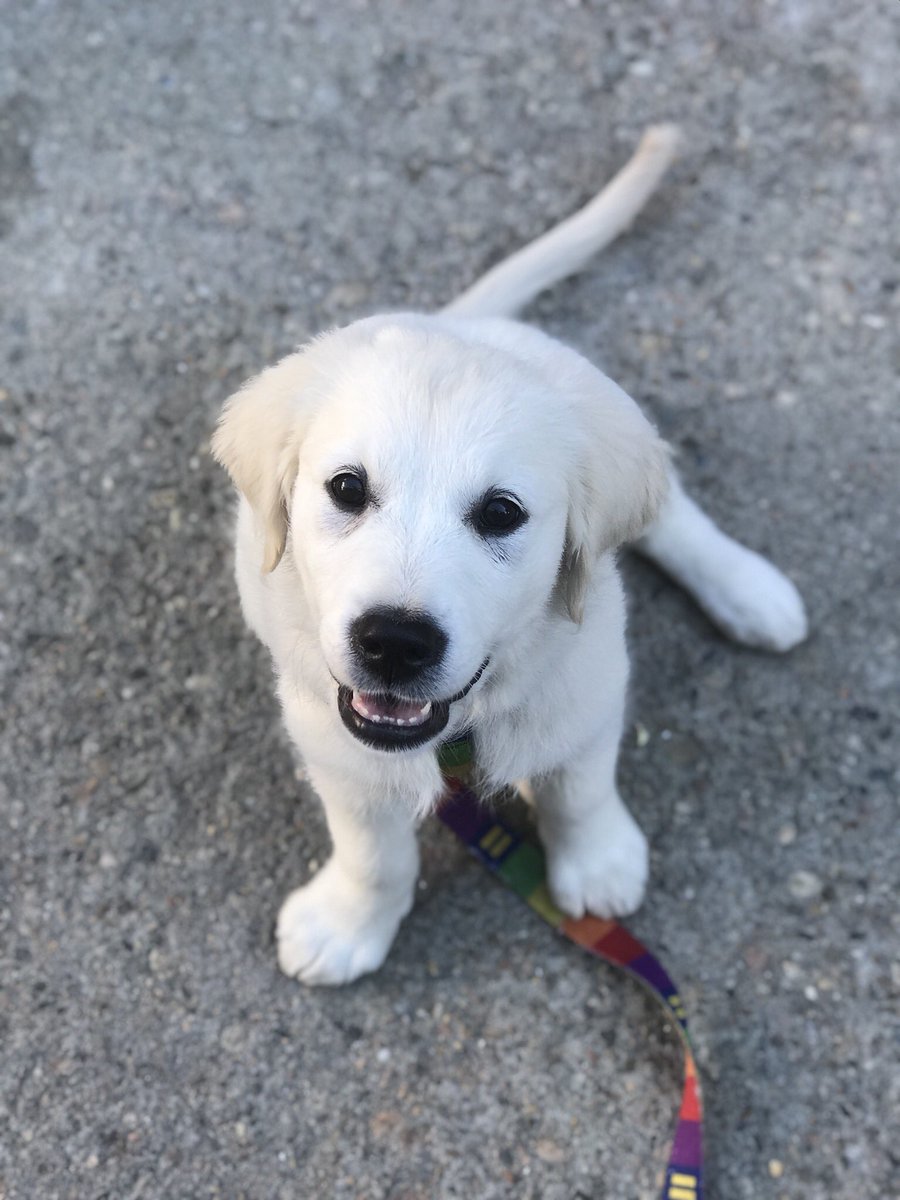 RiverOfNYC's tweet photo. Daily #GoldenRetriever #Coffee #Dog @riverofnyc of #Provincetown #puppy #dogsofcapecod #dogsofprovincetown #seriesAadorable https://t.co/WRZOwCCood