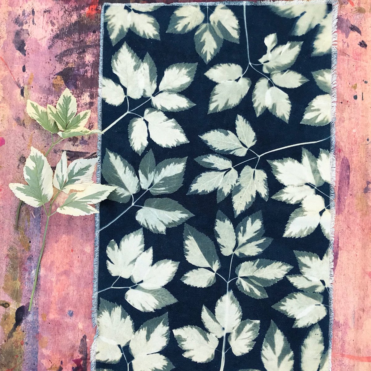 JacquardProduct's tweet image. Check out the beautiful prints Amy Healy is making from these lovely variegated leaves. This plant is called “Snow on the Mountain,” and it is a variety of Bishops Weed. Awesome how the #SolarFast picks up all the subtleties of the leaves as the sunlight passes through them!