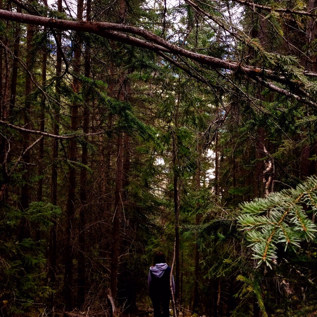 brotherslee's tweet image. We finally got to 5000 followers last night!! Thanks everyone!! We got here in just over a month. #Nature #healthy #Travel #Exploreoverland #dog #puppy #exploring #Adventure #woods #photograph #photo #pic #picture #forests #trees #love #green #sky #cloud #beautiful