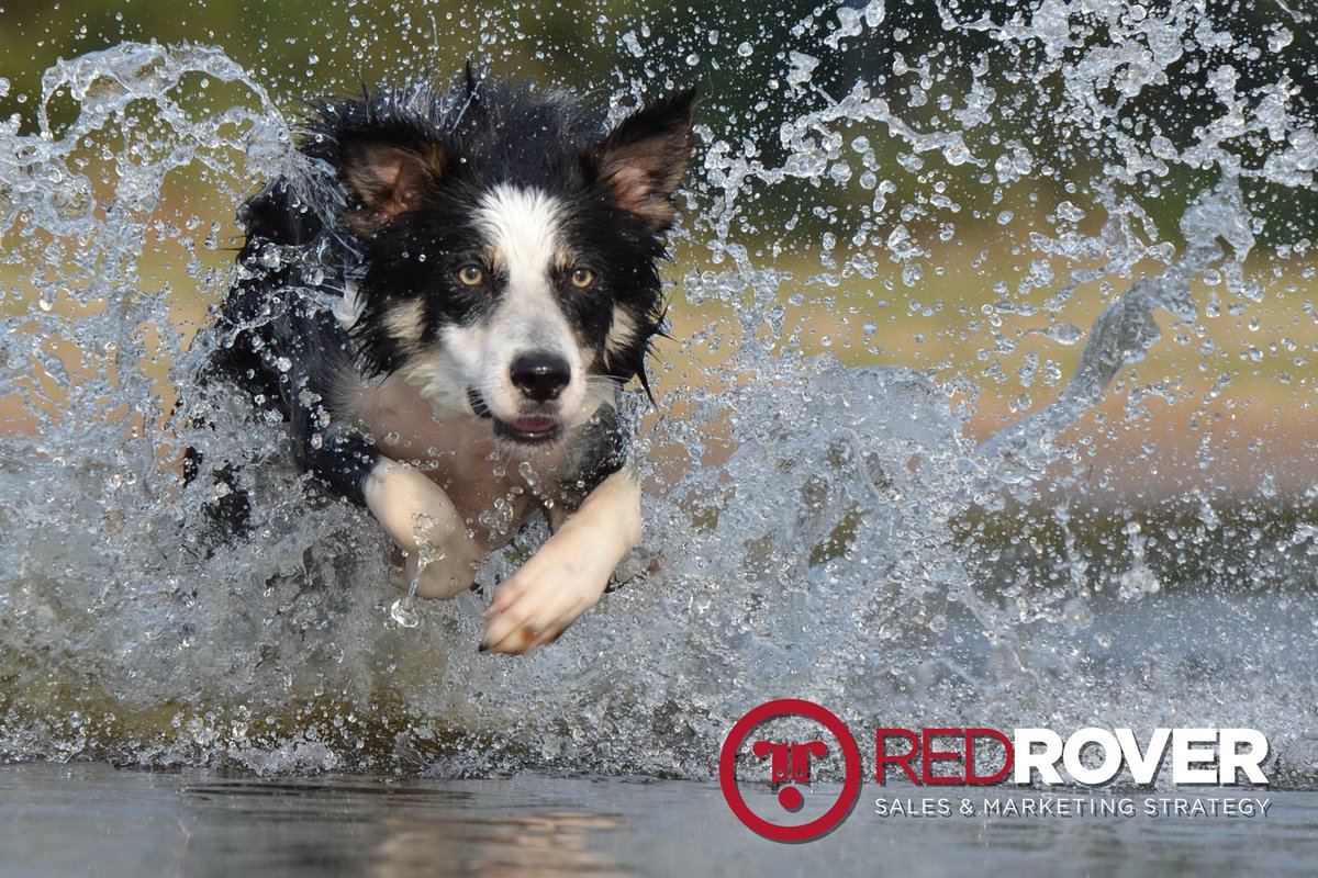 RedRoverCompany's tweet photo. Our growing pack has TWO unique part-time opening -- Lead Generation Specialist and Business Development Proposal Writer. Learn more. https://t.co/jmvOOEhnxF https://t.co/PBIU5RoxER