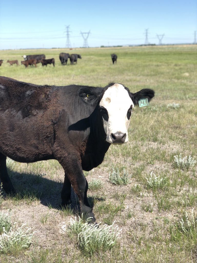 SiewertKatie's tweet photo. So happy to be out on pasture. https://t.co/0LaybL2cqJ