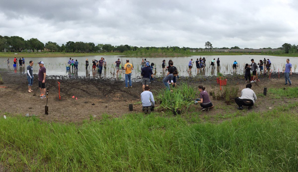 People planting plants in a park by a pond