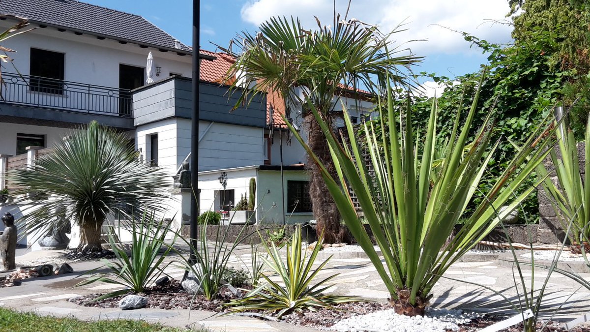 BUSCHU_BUSCHU's tweet photo. Neues #yucca Beet angelegt - #yuccarostrata #dasylirion #filamentosa #faxoniana #gloriosa #yuccagloriosa #rostrata #gardenchat #gardendesign #gardeningtips #HomeSweetHome #GARDENS #gardening #Gardenscapes https://t.co/u4kcJpoaCf