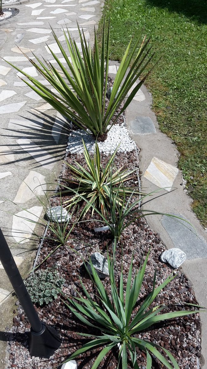 BUSCHU_BUSCHU's tweet photo. Neues #yucca Beet angelegt - #yuccarostrata #dasylirion #filamentosa #faxoniana #gloriosa #yuccagloriosa #rostrata #gardenchat #gardendesign #gardeningtips #HomeSweetHome #GARDENS #gardening #Gardenscapes https://t.co/u4kcJpoaCf