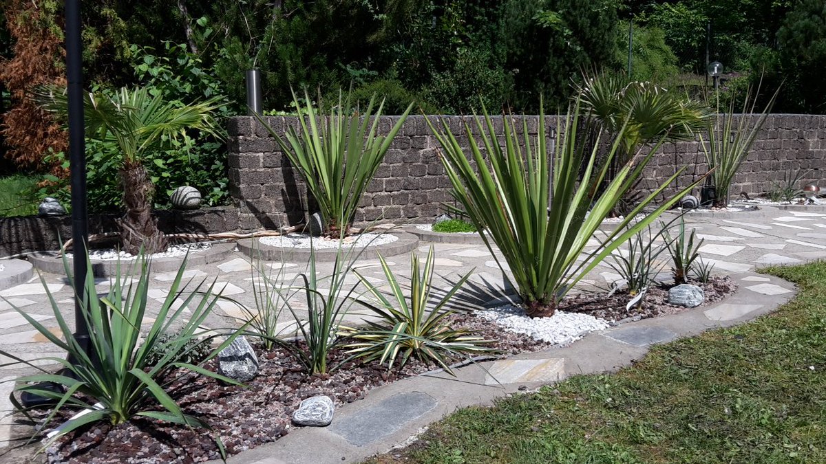 BUSCHU_BUSCHU's tweet photo. Neues #yucca Beet angelegt - #yuccarostrata #dasylirion #filamentosa #faxoniana #gloriosa #yuccagloriosa #rostrata #gardenchat #gardendesign #gardeningtips #HomeSweetHome #GARDENS #gardening #Gardenscapes https://t.co/u4kcJpoaCf