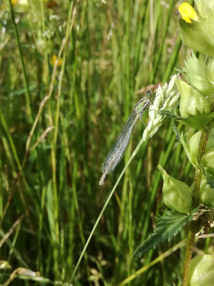 gilesknight2's tweet image. Some of the #wildlife in restored #cafre  meadow @daera_ni  @UlsterWildlife @enniskillentown @FarmingLifeNI @britbutterflies @invertebrate_uk @Love_plants