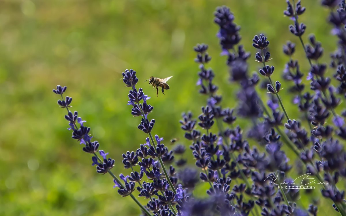 #lavender #Bee #beautifulnature #love #photography #lifeisbeautiful #beaumont