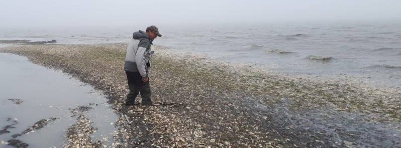 FD_NatDisaster's tweet photo. 93 tons of dead fish wash up on Sakhalin Island in Russia
HeatMap Column 4> https://t.co/x6VYCiAGqN
#CreaturesInTheSea #FishKill #HeatMap https://t.co/InLVOK3lMJ