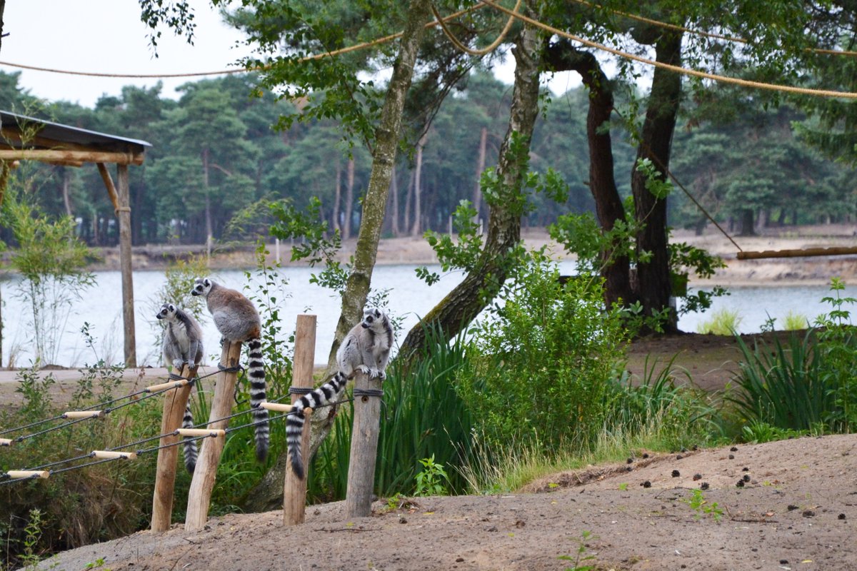 Verdrietig nieuws: één van onze ringstaartmaki's is buiten het Safaripark terecht gekomen. Onze verzorgers hebben er alles aan gedaan om hem terug te vinden. Helaas heeft de ringstaartmaki het niet overleefd. We zijn ontzettend geschrokken en erg verdrietig dat dit is gebeurd.
