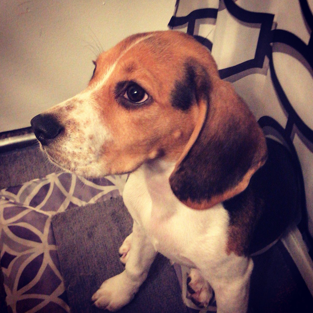 averycutebeagle tweet picture