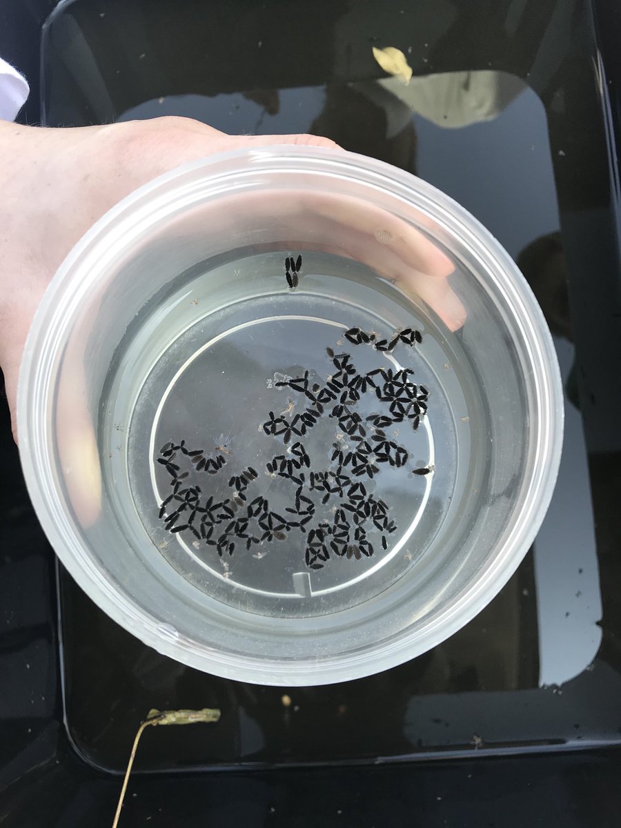 AlliKnowAreBugs's tweet photo. Reflecting on the amount of rafts we are collecting today. #Mosquito #Mosquitoes #VectorControl #PublicHealth #WarOnMosquitoes #FightTheBite #WearDeet #Entomologist #Entomology #IDNinja #Culex #StankWater https://t.co/iT5b0ofvH8