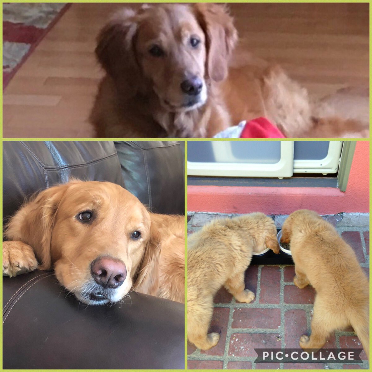 Join us in wishing a very happy birthday to Sam’s Lena and Santino!! They turn 5!! 💚🐶🎉🎊🎁