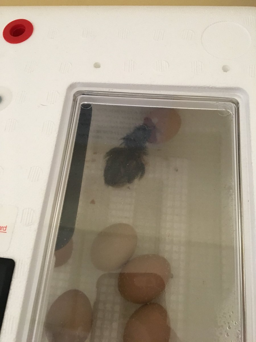 MrsBastienEB's tweet photo. We have our fist chick!! 🐣 https://t.co/AXk9jLl8X3