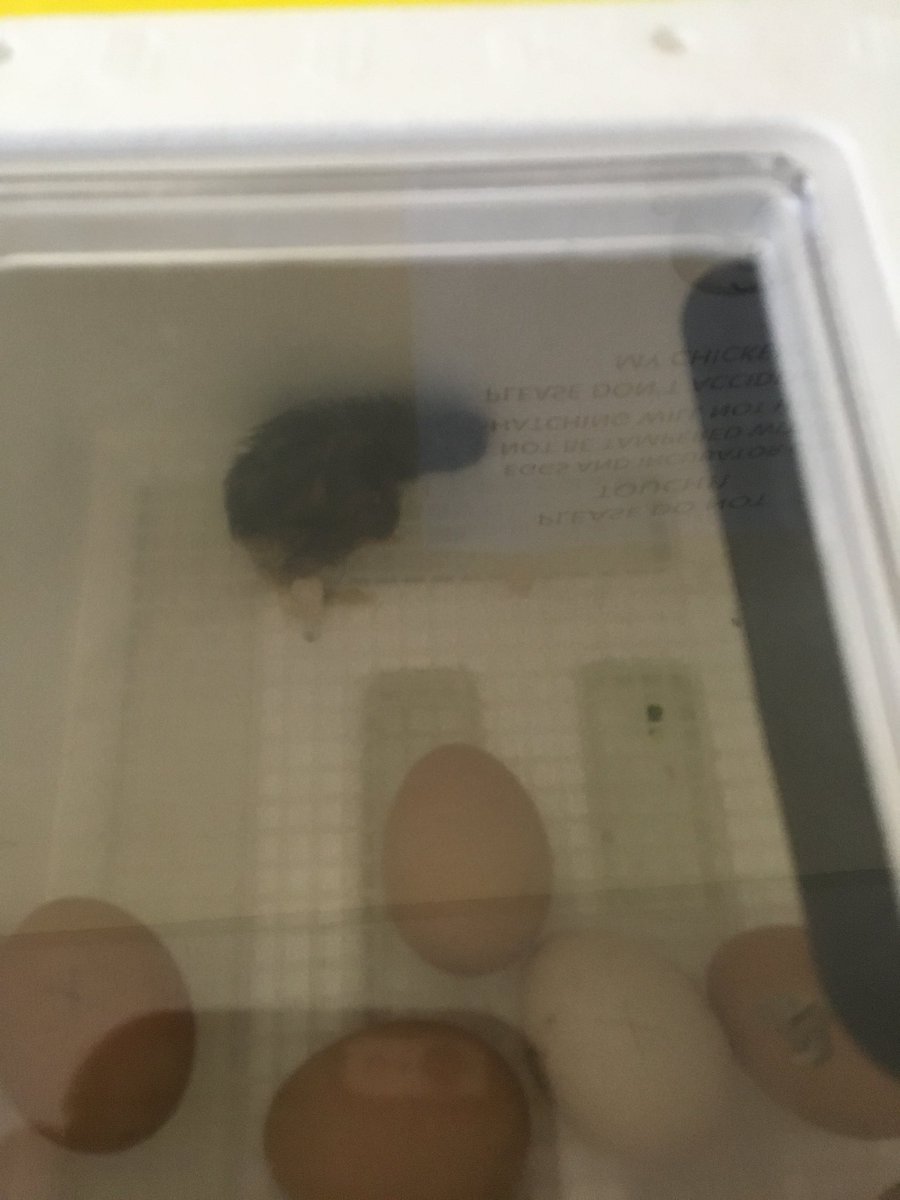MrsBastienEB's tweet photo. We have our fist chick!! 🐣 https://t.co/AXk9jLl8X3