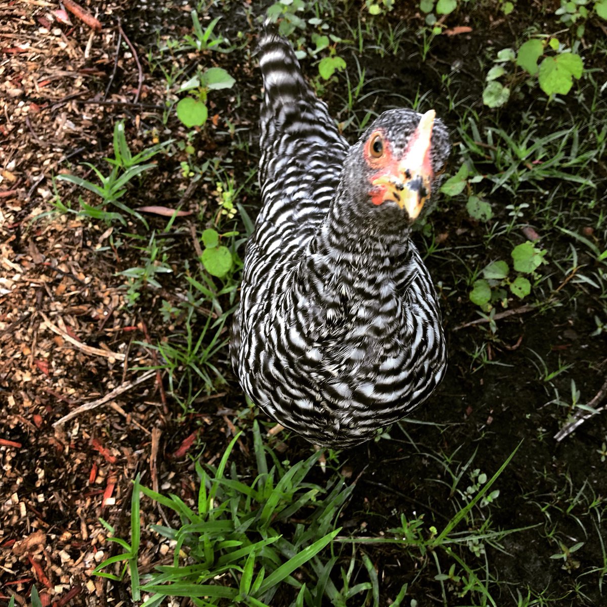 GeekyHomestead's tweet photo. So much #attitude in one #chicken 🤣
#homestead #sassychicken #meetchickenlittle https://t.co/fL6bhs3W6v
