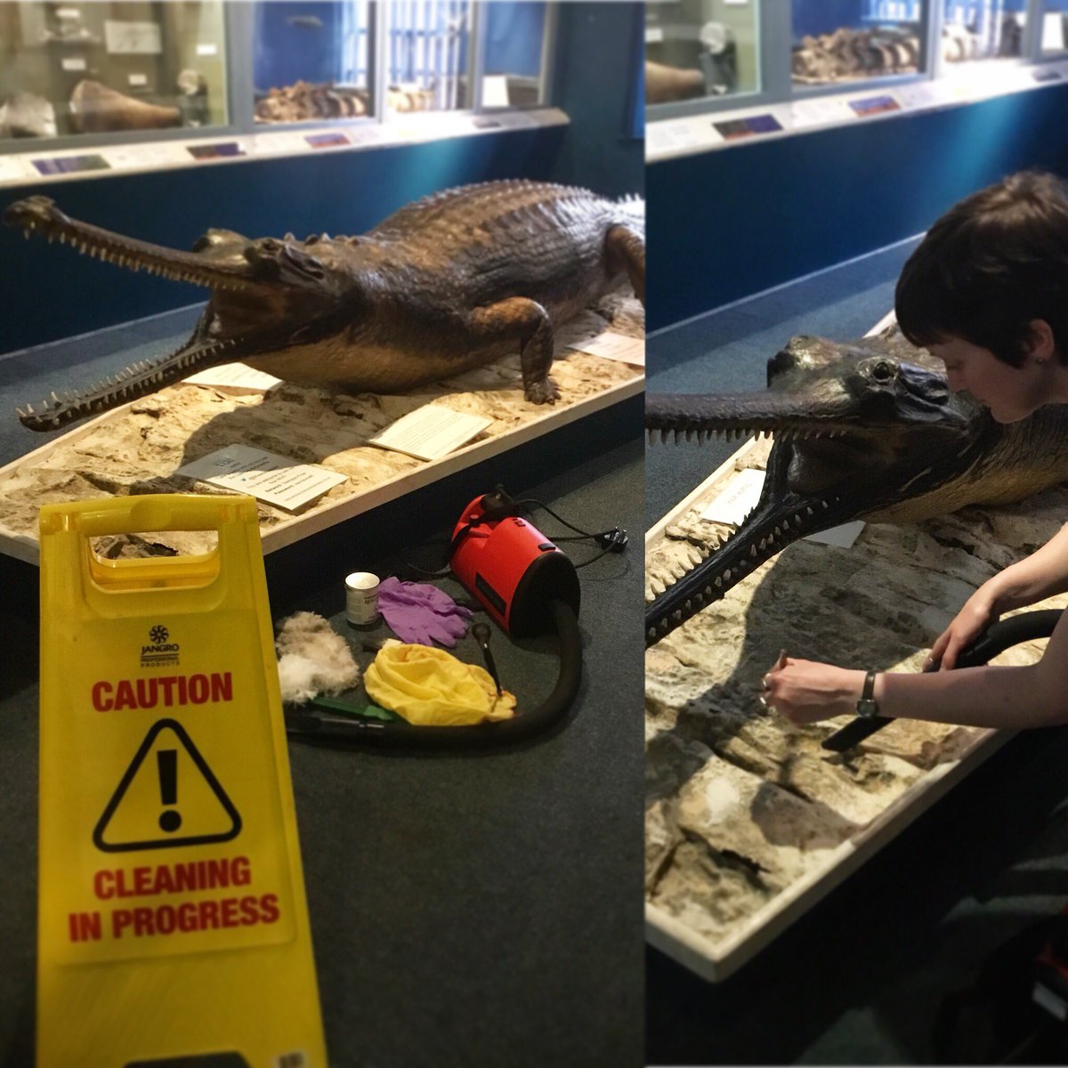 MuseumandArt's tweet photo. Todayβs #collectionscare task...clean the crocodile! #museumassistantmoment #museumstagram #swindoncroc #crocodile #gharial #conservation #conditioncheck #cleaning #cleaninginprogress #handmemynitriles https://t.co/njnVyscB5s